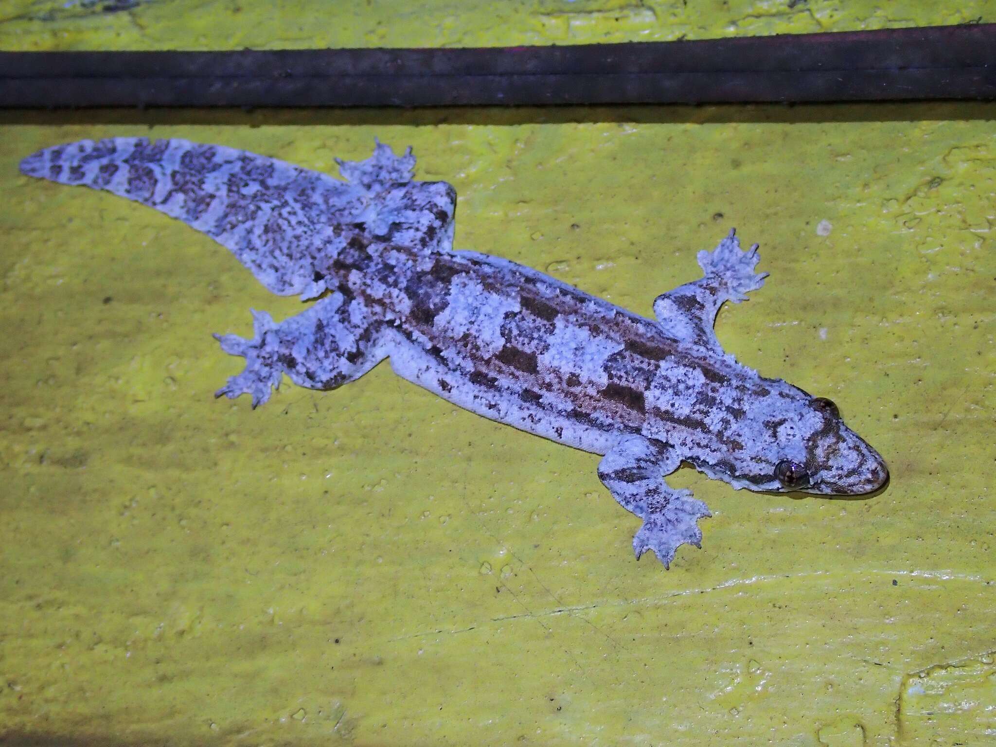 Image of Frilled Gecko