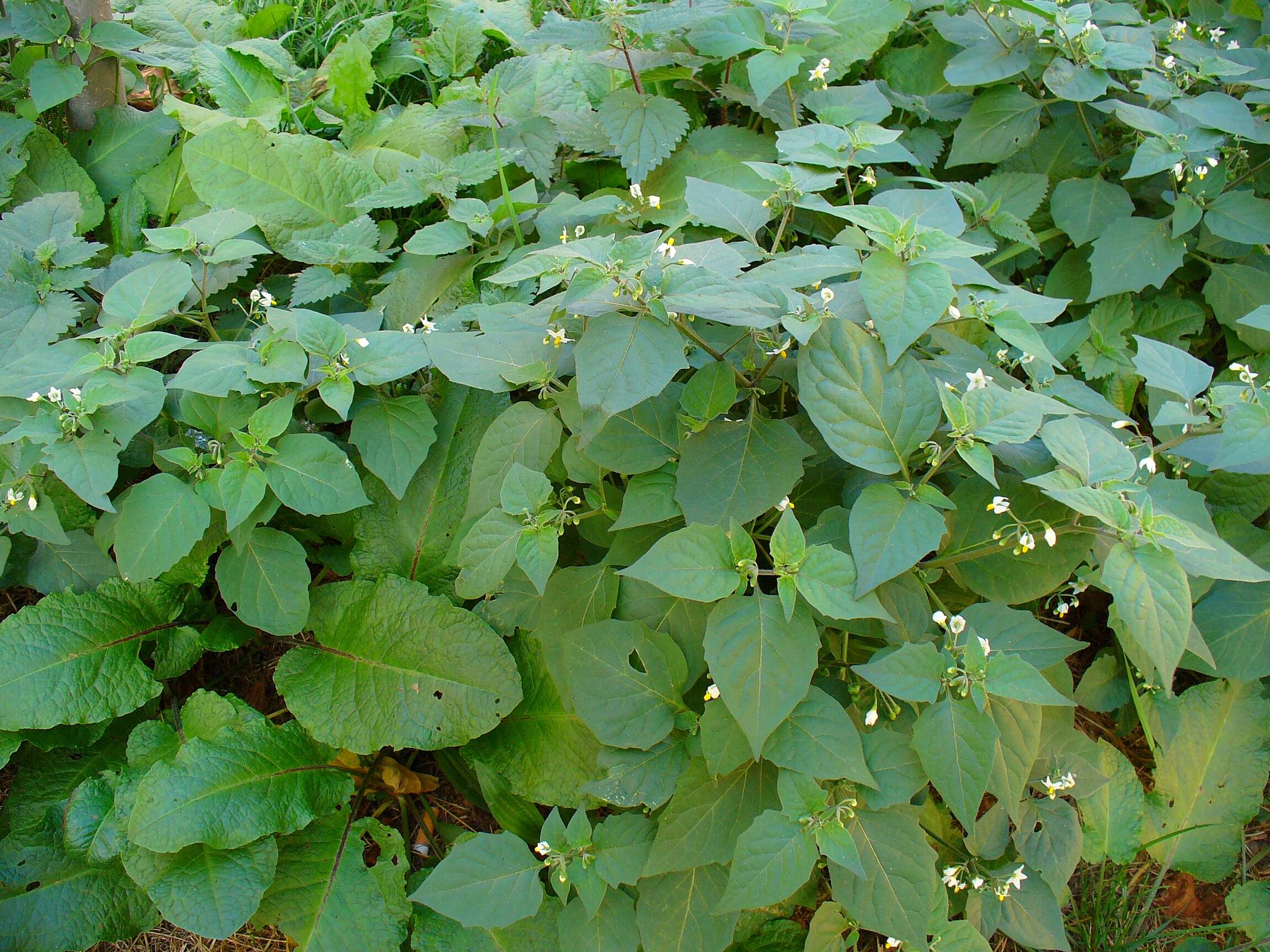 Plancia ëd Solanum nigrum L.