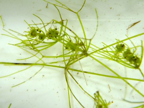 Image of Nitella