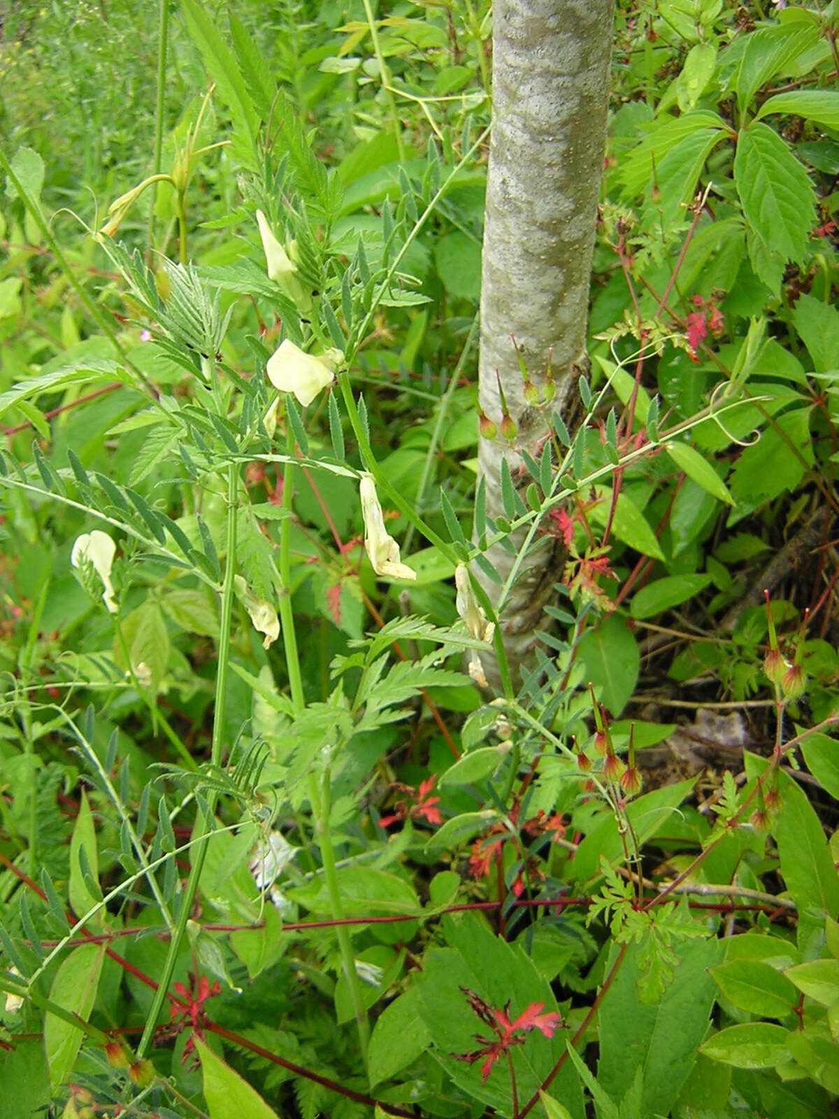 Image of smooth yellow vetch