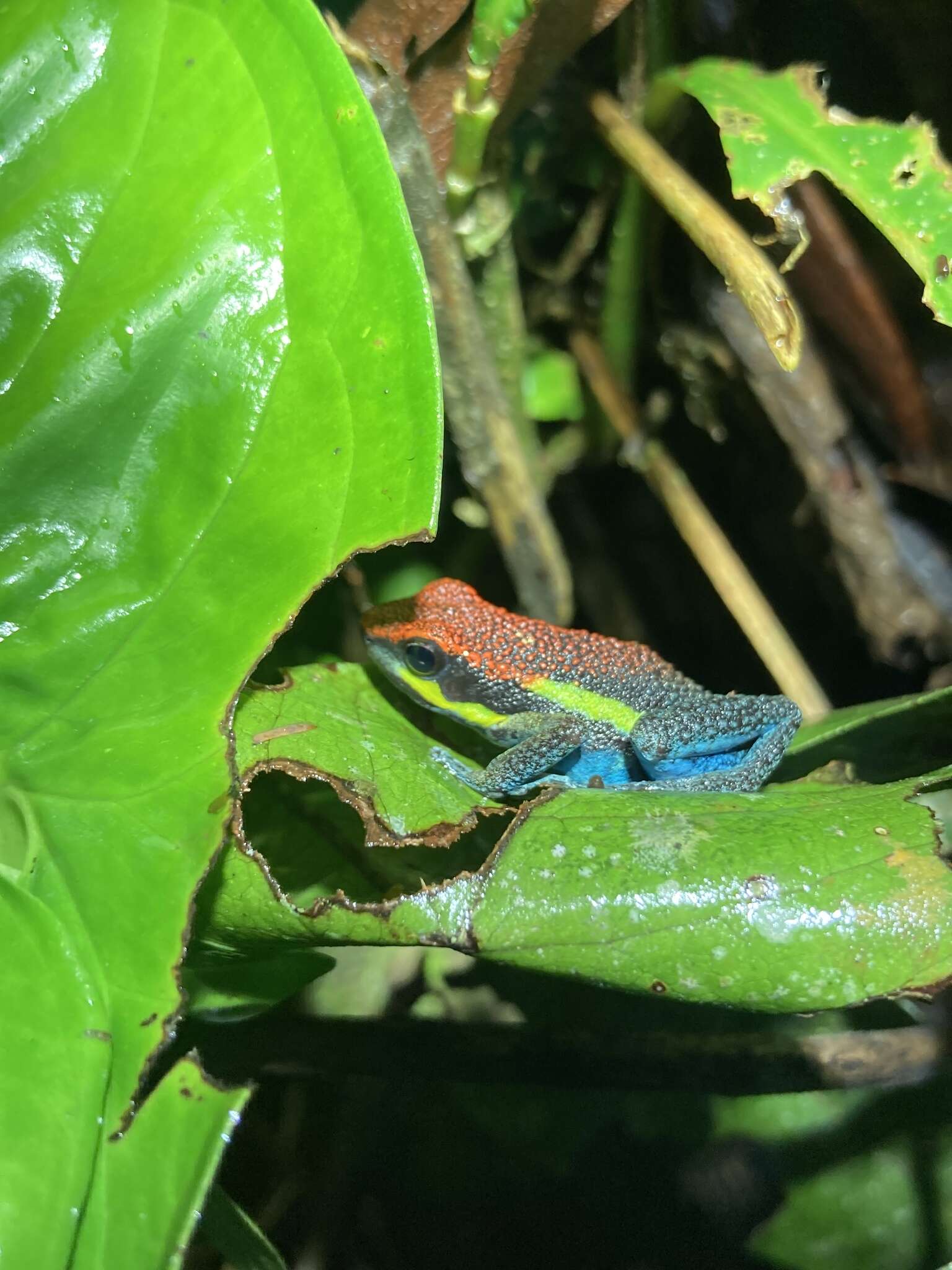 Image of Manu Poison Frog