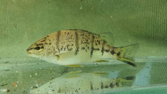 Image of Banded grunter