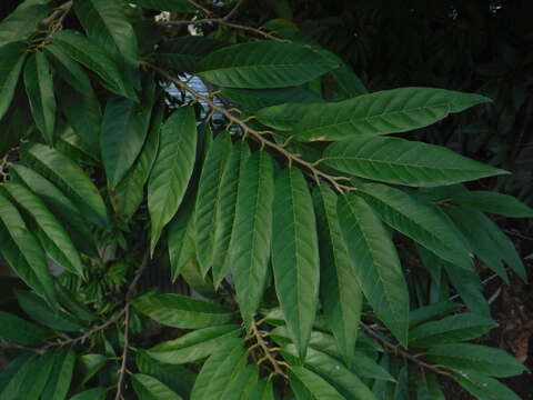 Imagem de Annona reticulata L.