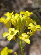 Imagem de Sisymbrium loeselii L.