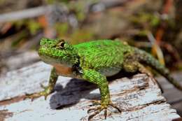 Image of Guatemalan Emerald Spiny Lizard