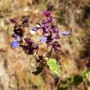 Imagem de Salvia mocinoi Benth.