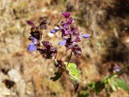 Image de Salvia mocinoi Benth.