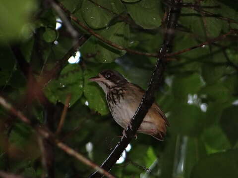 Image of Masked antpitta