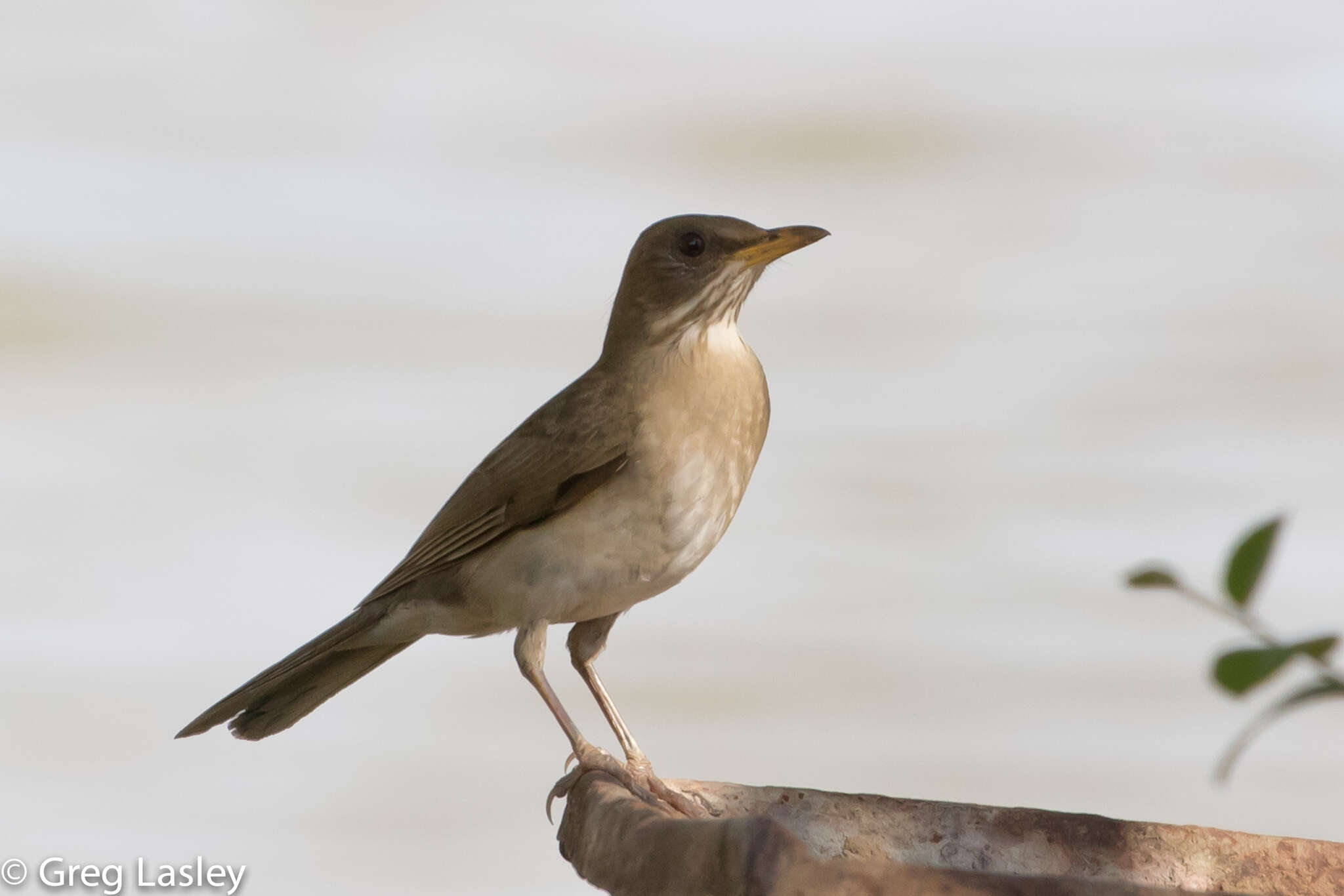 Image of Creamy-bellied Thrush