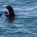 Image de Loutre de mer de Californie