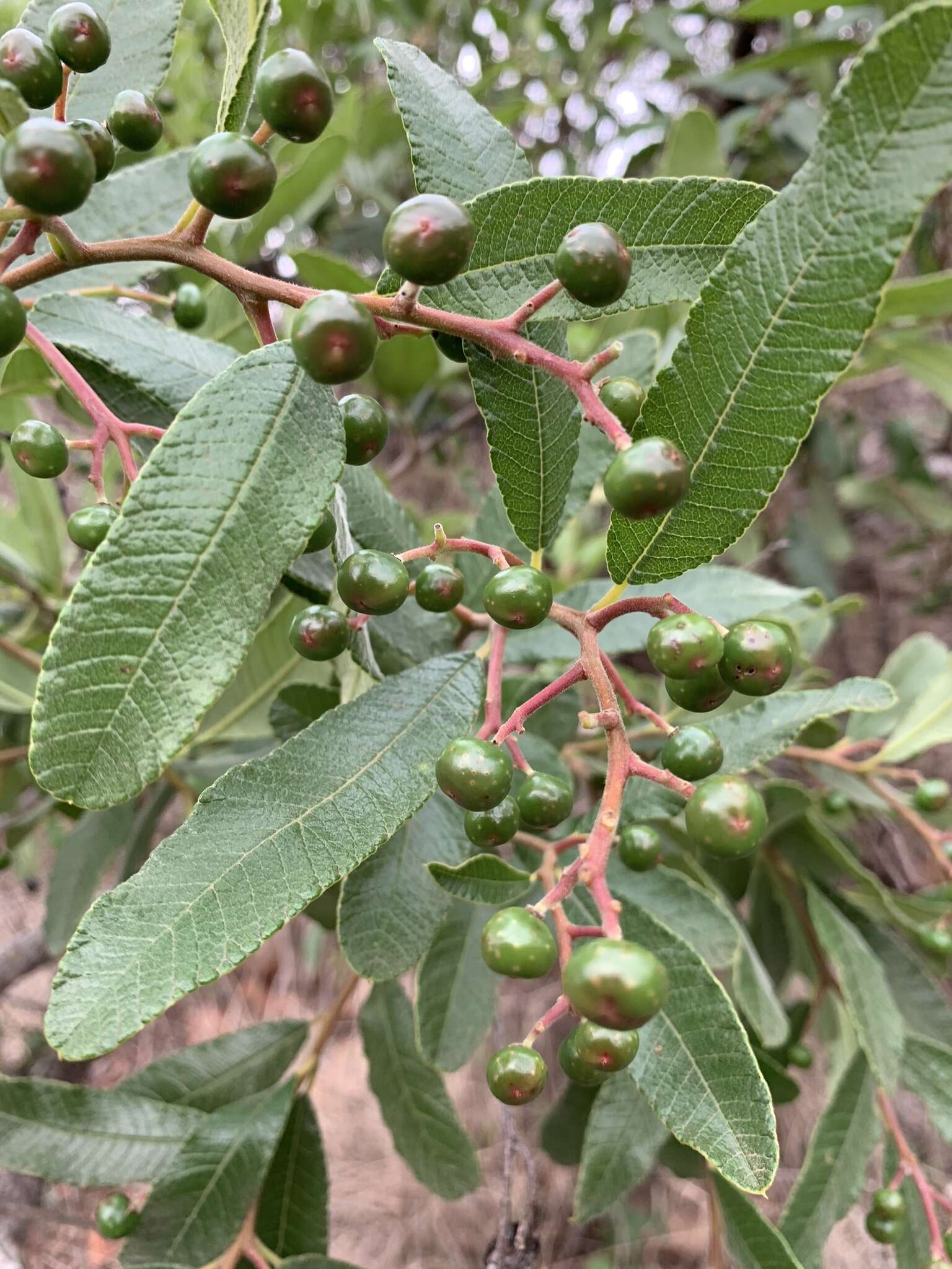 Image of Ozoroa sphaerocarpa R. & A. Fernandes