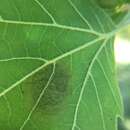 Image of Sycamore Leaf Blotch Miner