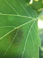 Image of Sycamore Leaf Blotch Miner