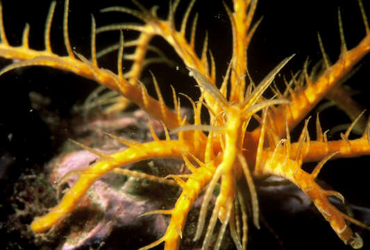 Image of Mediterranean feather star