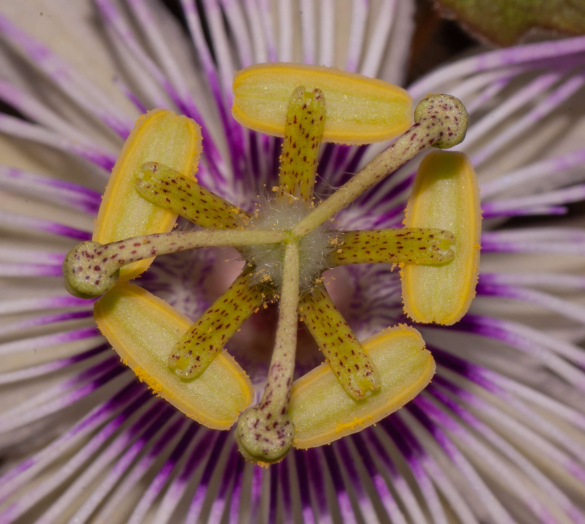 Image of Passiflora ciliata var. santiagana (Killip) Vanderpl.