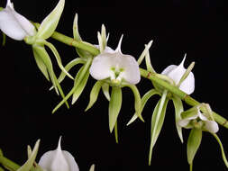 Image of Ivory Angraecum