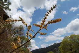 Image of Dyckia floribunda Griseb.