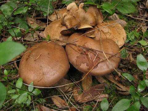 Image of Cortinarius infractus (Pers.) Fr. 1838