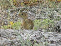 Image of Speckled Ground Squirrel