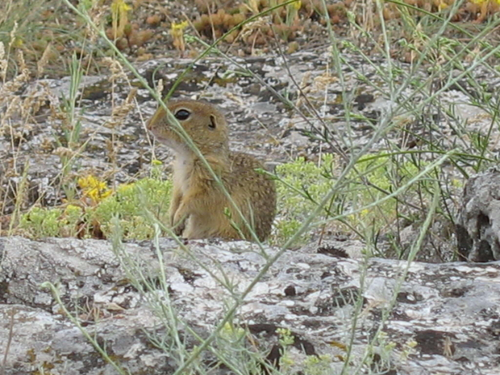 Image of Speckled Ground Squirrel