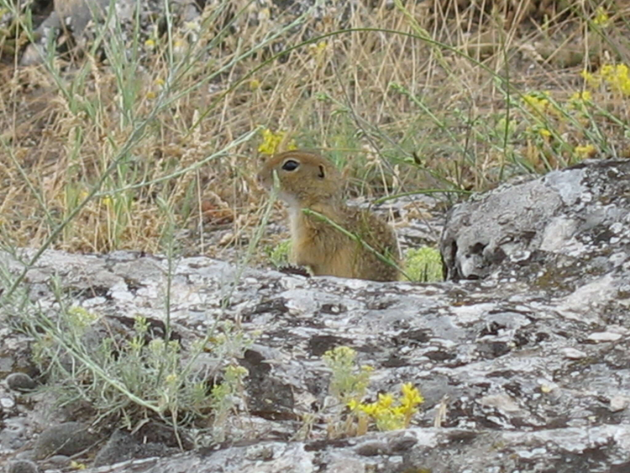 Image of Speckled Ground Squirrel