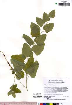 Smilax jamesii G. A. Wallace resmi