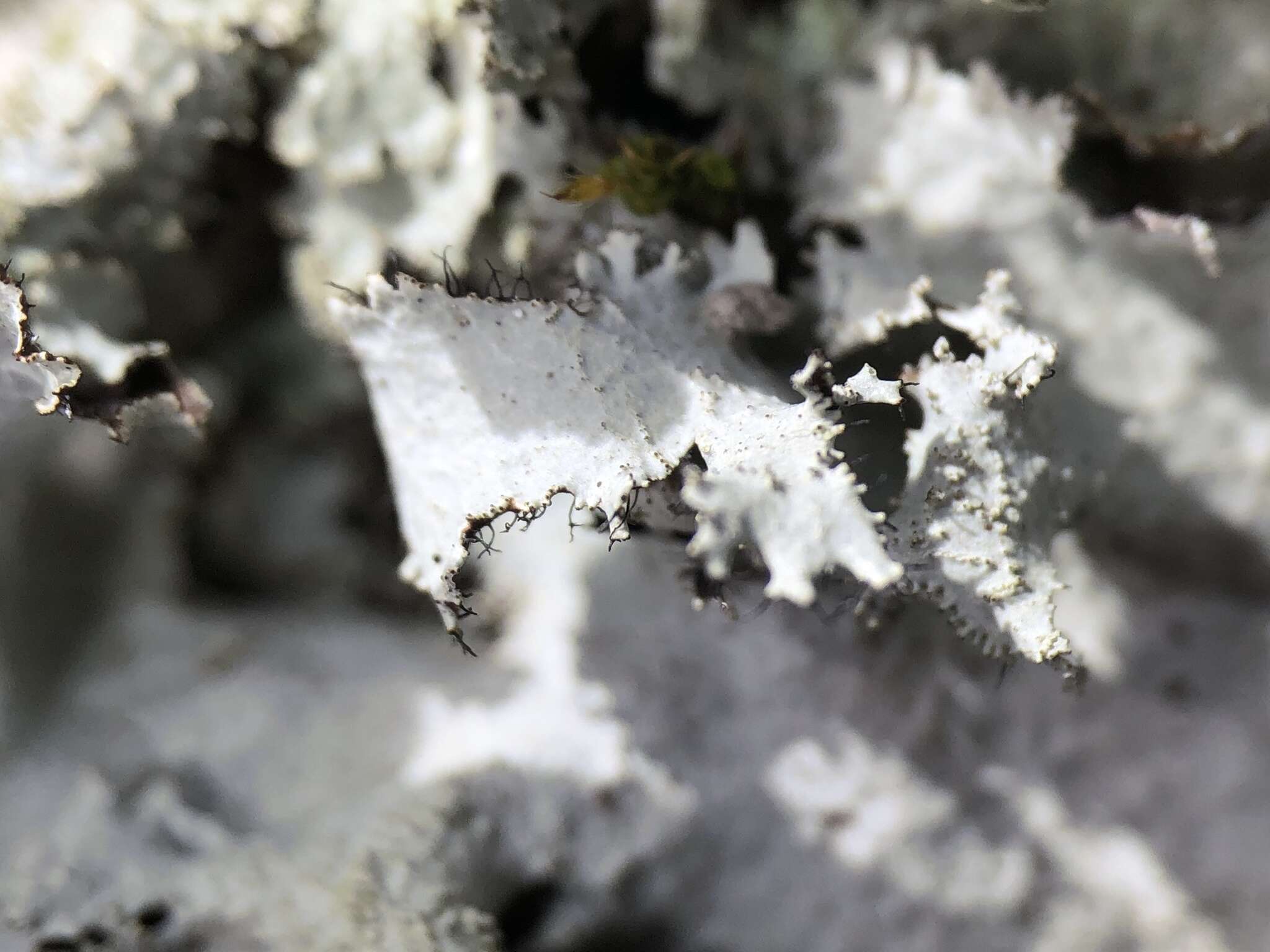 Image of parmotrema lichen