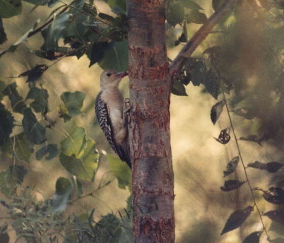 Image of Golden-fronted Woodpecker