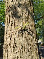 Plancia ëd Gleditsia triacanthos L.