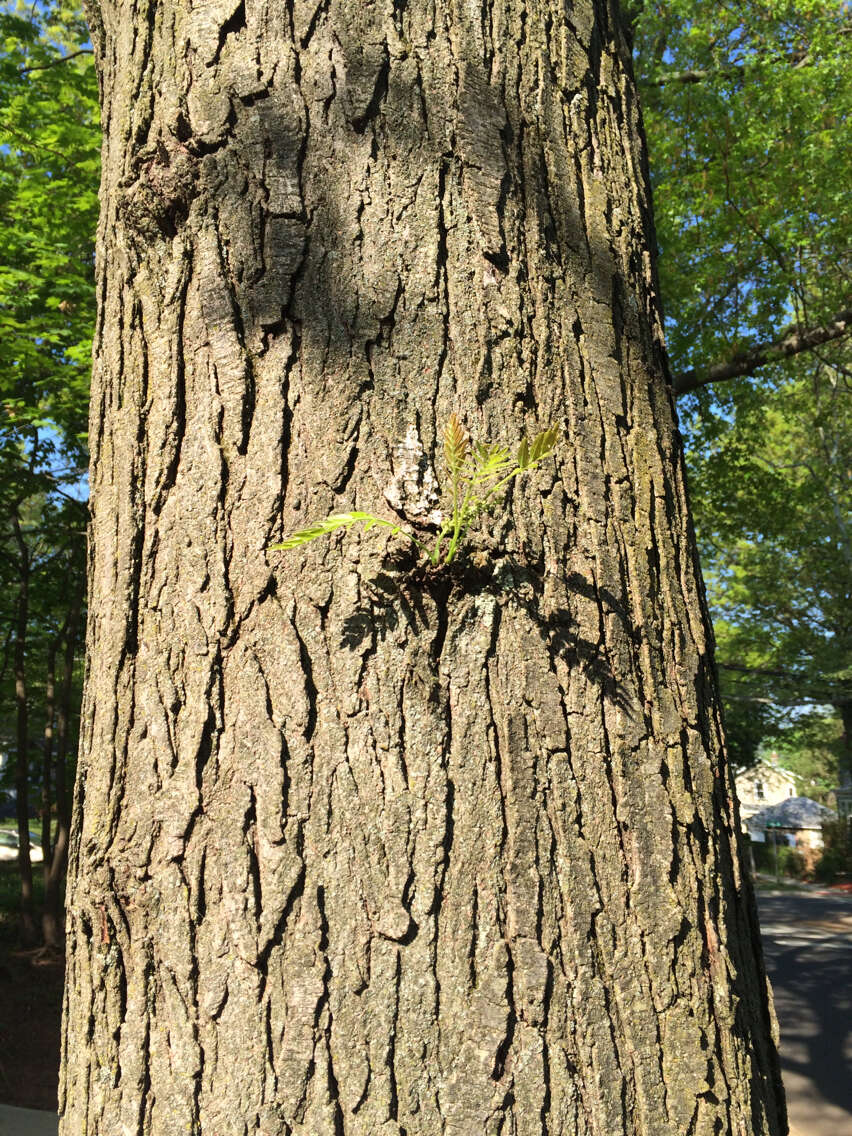 Plancia ëd Gleditsia triacanthos L.