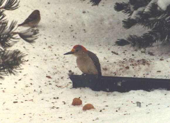 Image of Golden-fronted Woodpecker