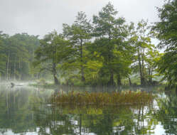 Image of Bald Cypress