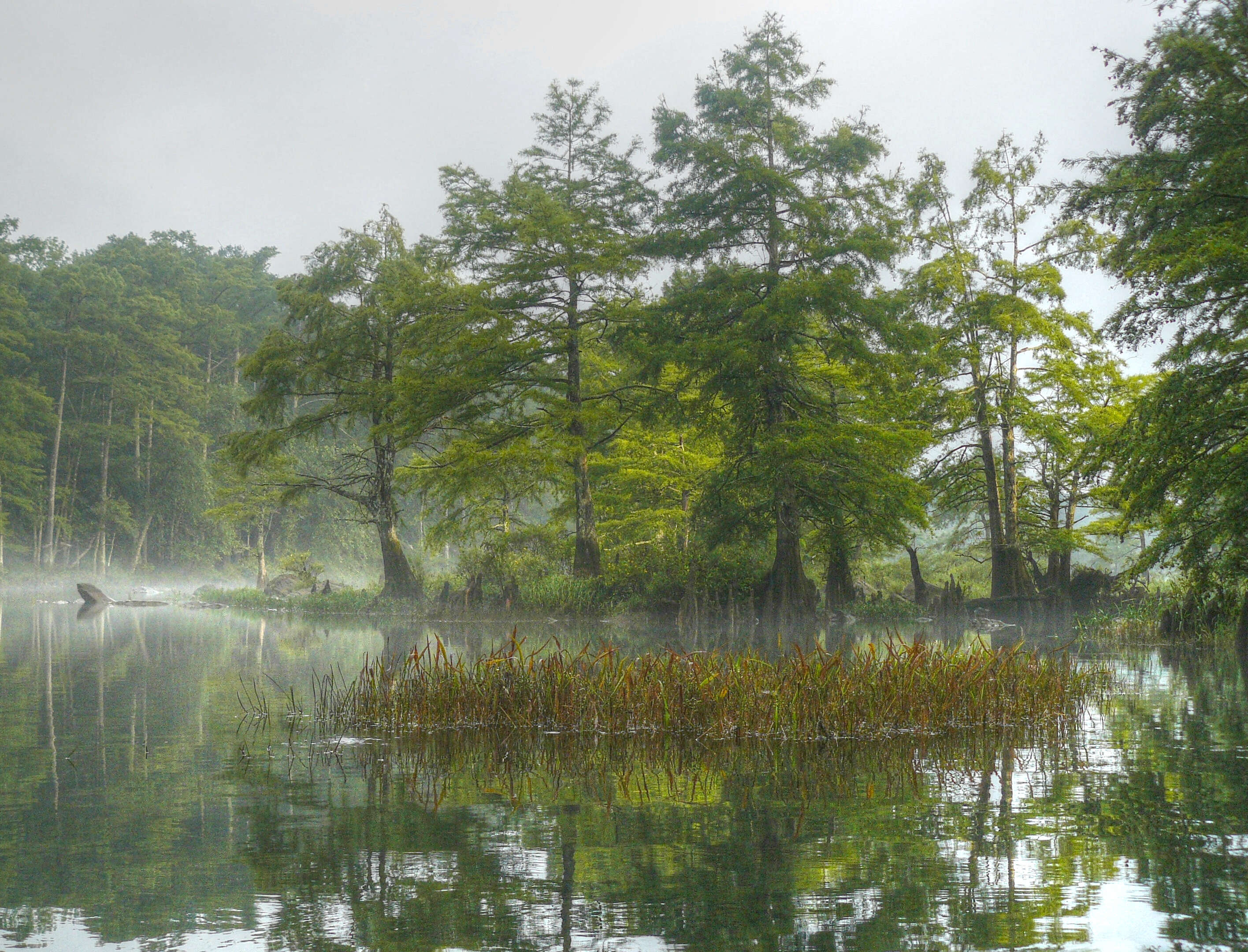 Image of Bald Cypress