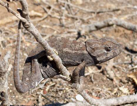 Image de Caméléon commun