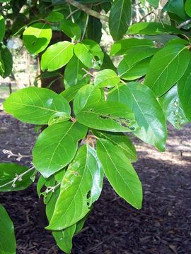 Image of <i>Gmelina fasciculiflora</i> Benth.