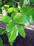 Gmelina fasciculiflora Benth. resmi