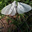 Image of muslin moth