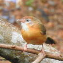 Image of Tawny-bellied Babbler