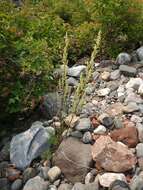 Image of Artemisia campestris subsp. canadensis (Michx.) Scoggan