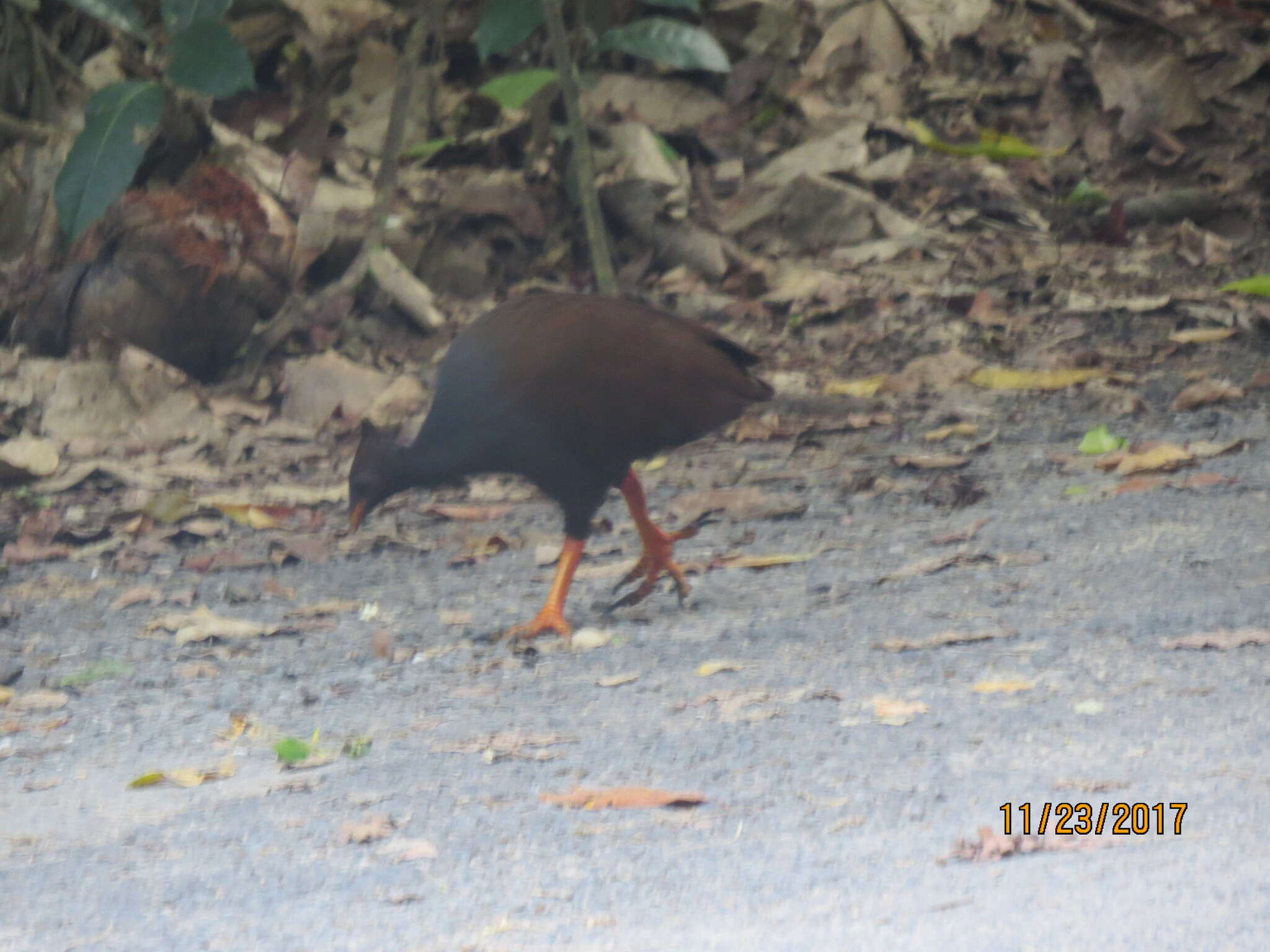 Image of Orange-footed Scrubfowl