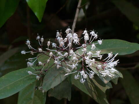 Image of Ixora nigricans R. Br. ex Wight & Arn.