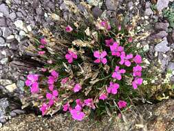 صورة Dianthus glacialis Haenke