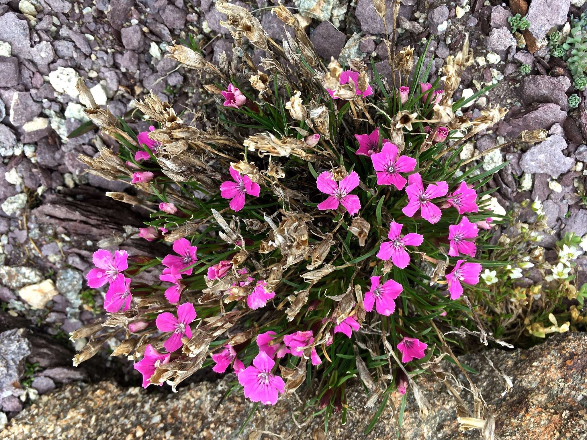 Image of Glacier Pink