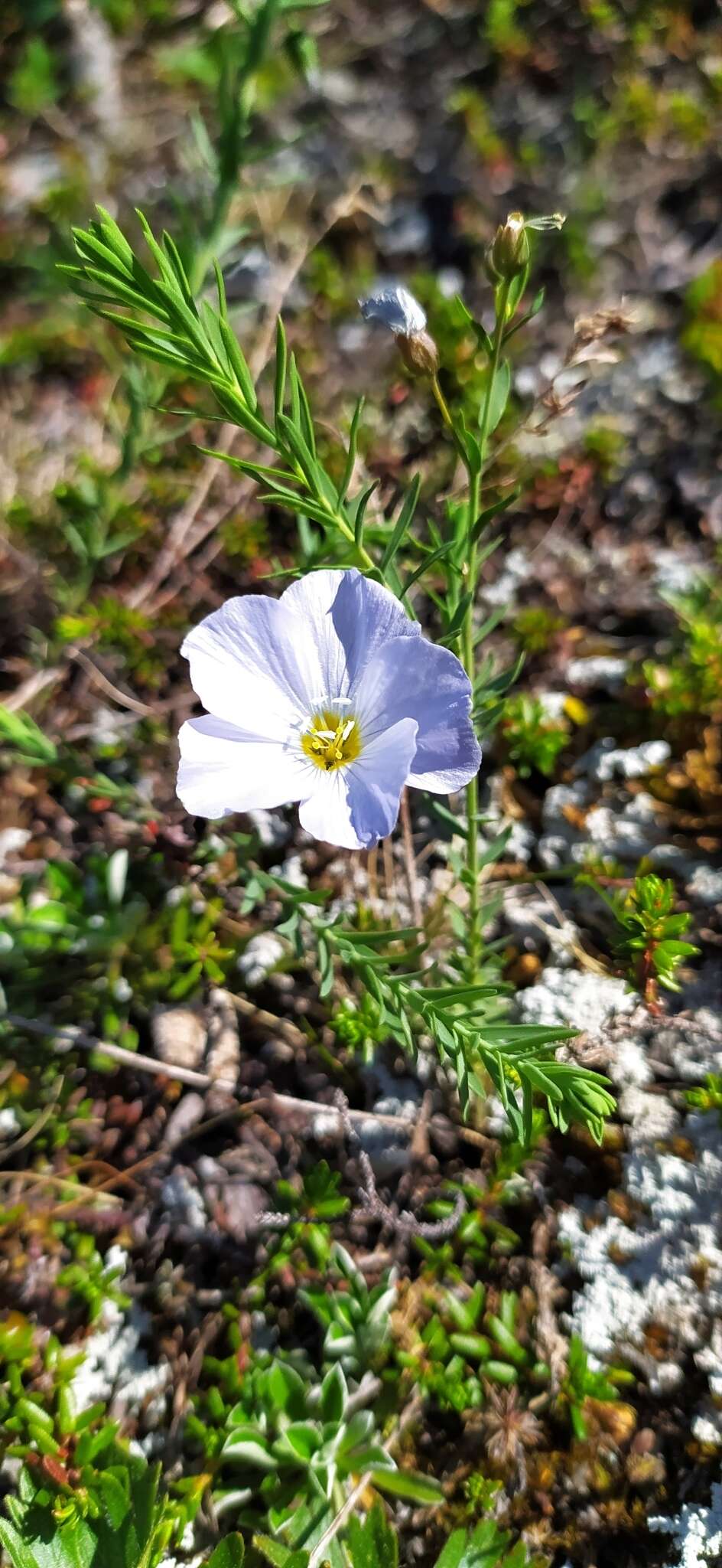 Imagem de Linum komarovii subsp. boreale (Juz.) T. V. Egorova