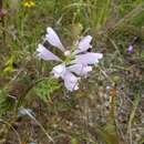 Image of obedient plant