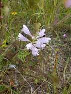 Image of obedient plant