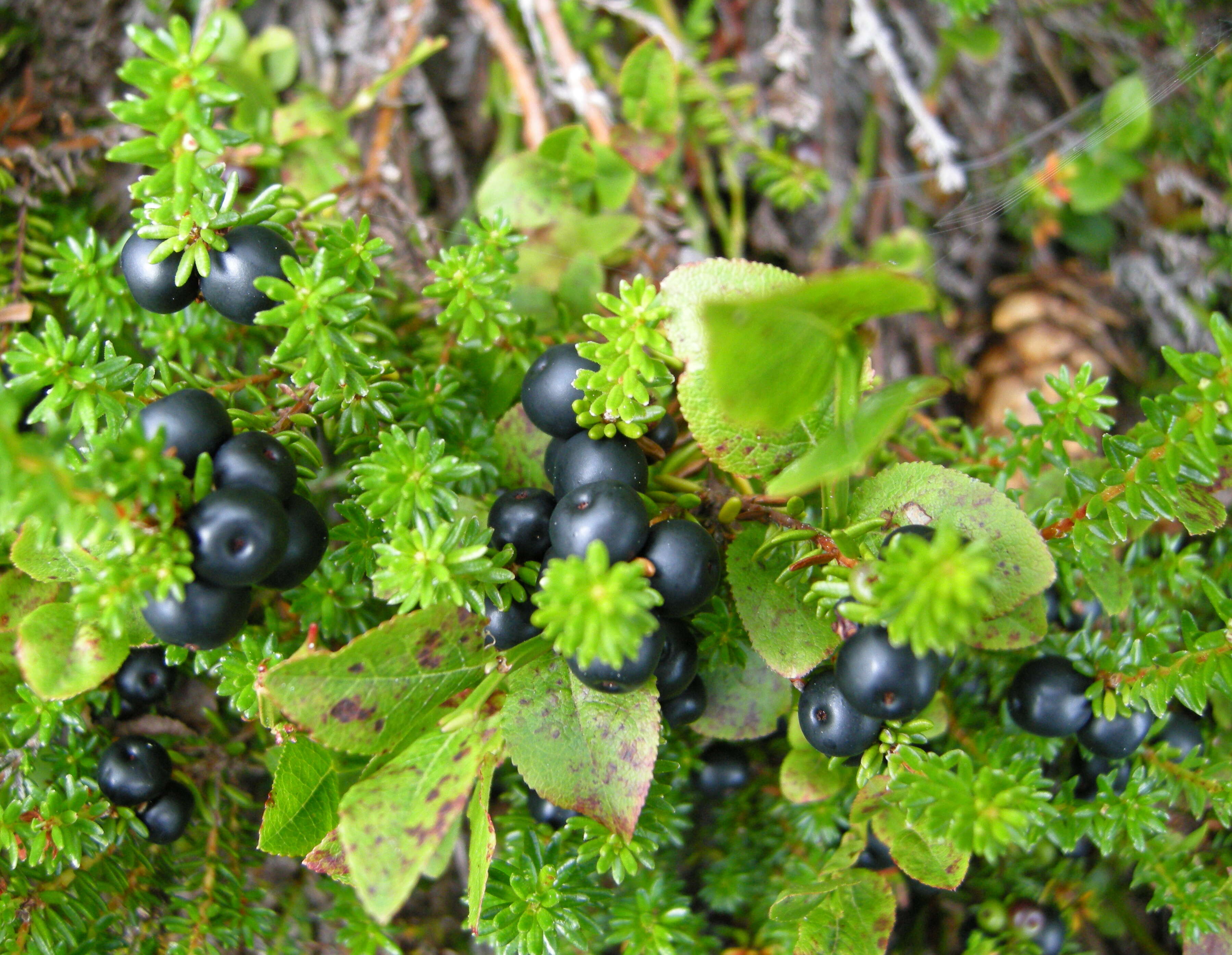 Image of black crowberry