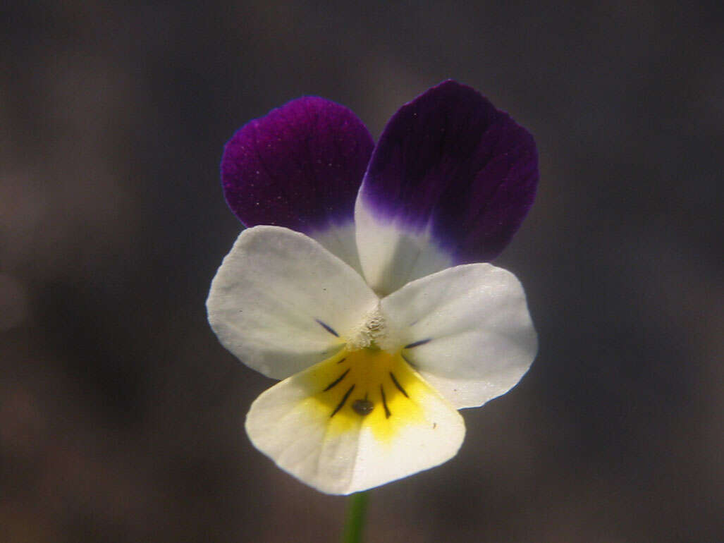 Image of Johnny-jump-up