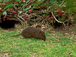 Image of Australian Swamp Rat