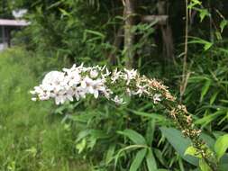 صورة Lysimachia clethroides Duby